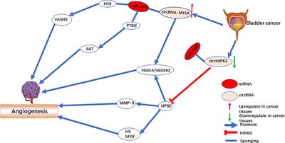 CircRNA-Mediated Regulation of Angiogenesis: A New Chapter in Cancer Biology